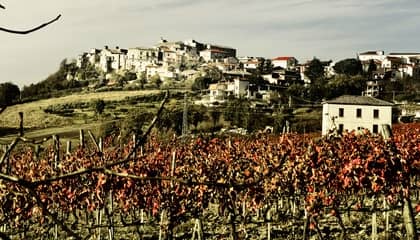 vin Cardinale