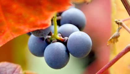 vin tenuta paolo scavino