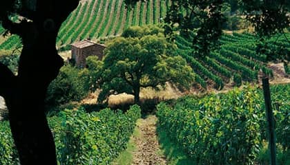 tenuta san guido wijn