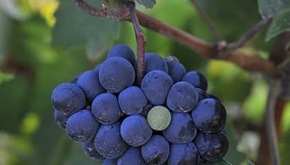 tanuta san guido wijnhuis