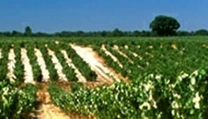 wines & winemakers by saven wijnhuis