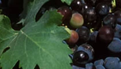 wines & winemakers by saven wijn